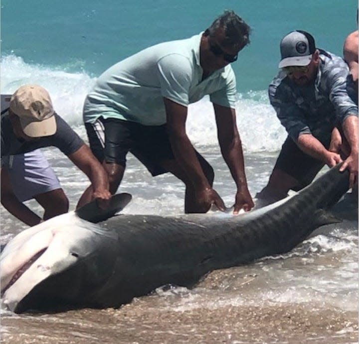 Indian River Oaks residents see scenes such as this large shark that was caught right near where they take their small children to play in the surf. Homeowners have become increasingly afraid of the tensions building between them and the fishermen, as they try in frustration to get law enforcement to make the fishermen follow the rules. Among the residents' allegations are illegal shark chumming, physical threats, burglaries and camping on the beach at night.