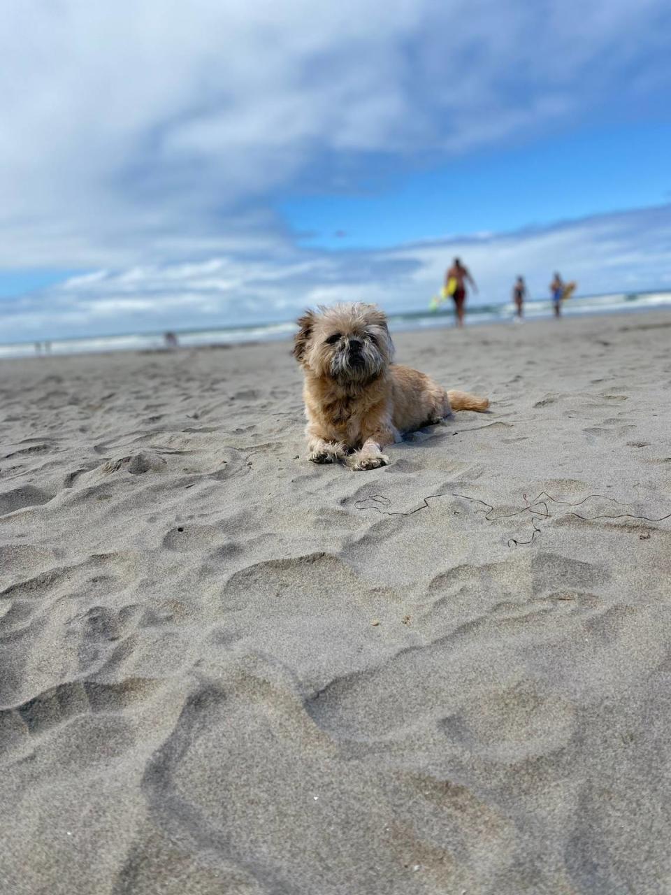 Bentley, a family dog for the Bellingham’s Paz family, was in a car that was stolen from the Sunset Square parking lot on Saturday, Sept. 17. The car was abandoned at an apartment complex, but the thief reportedly came back and took Bentley.