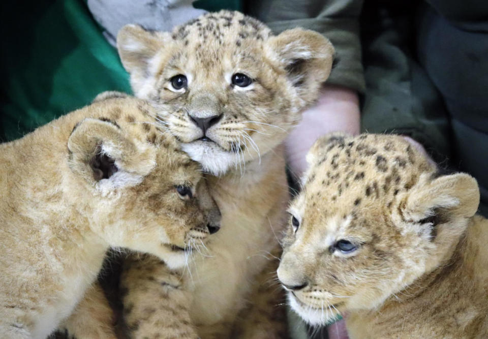 Three little cubs presented