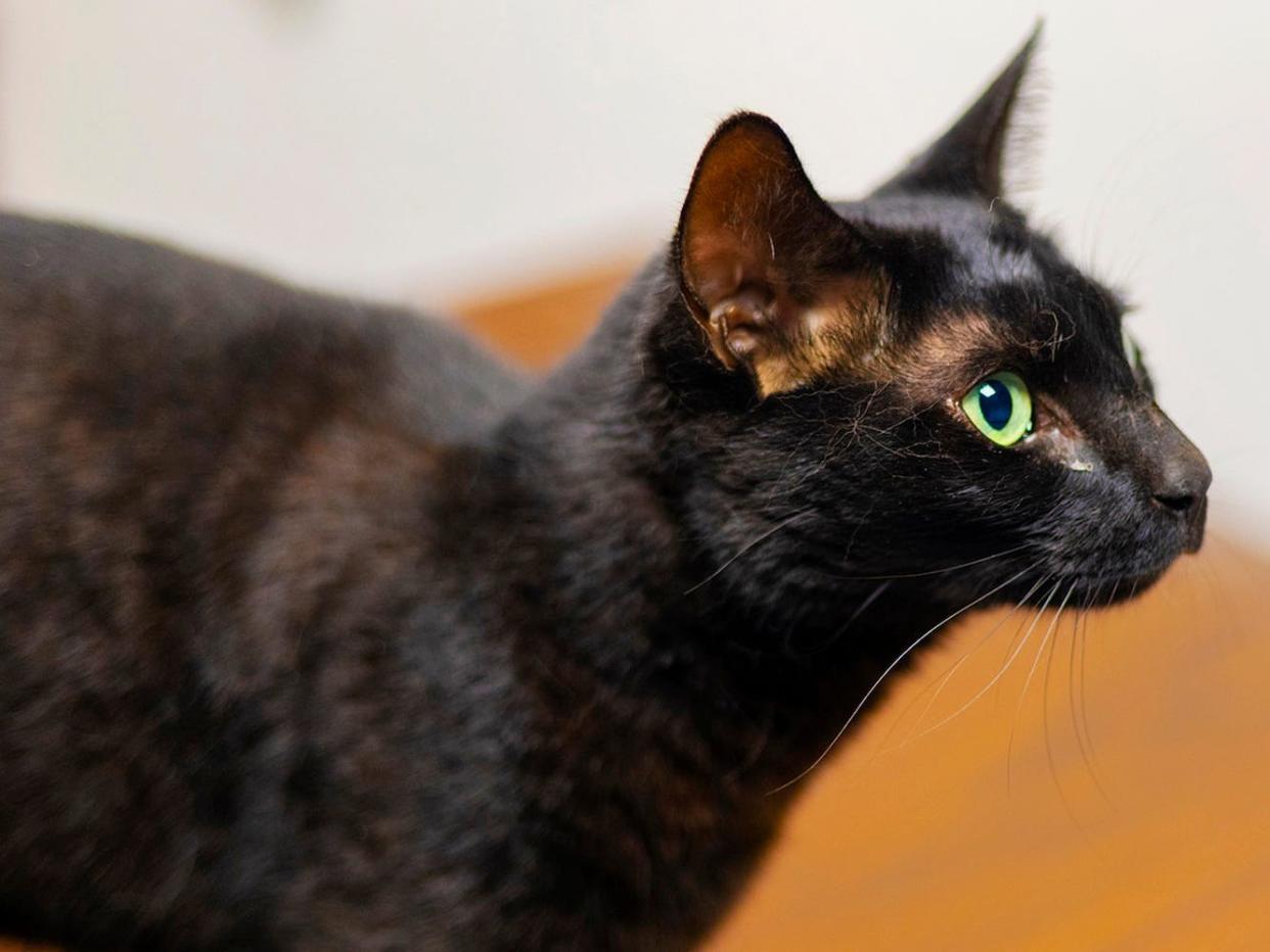 Rowdy the black cat that went missing at Boston Logan International airport