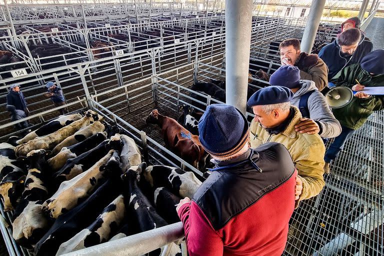 En la venta de las vacas se pagaron hasta 280 pesos, por un lote con 435 kilos de promedio