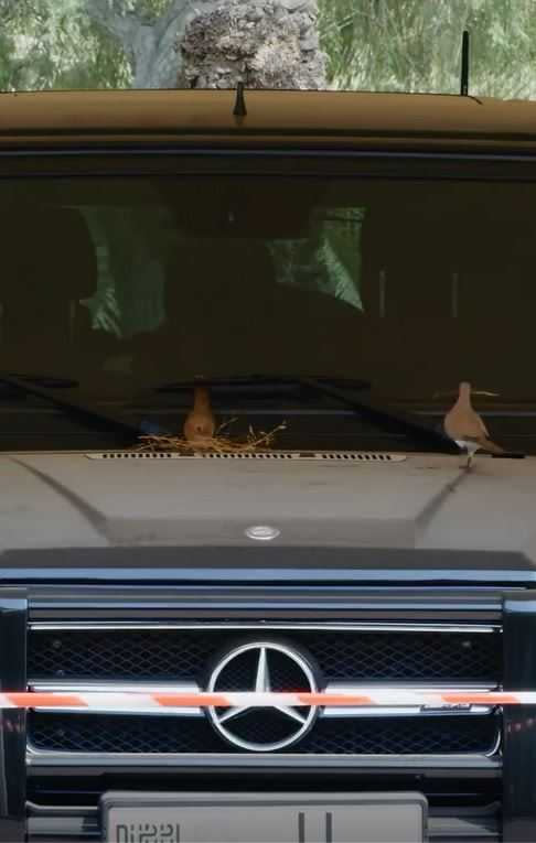 灰斑鳩在杜拜王子哈曼丹的賓士車上築巢，哈曼丹知道後，在四周拉起封鎖線，讓灰斑鳩能安心養育下一代。（圖／翻攝自「faz3」IG影片）