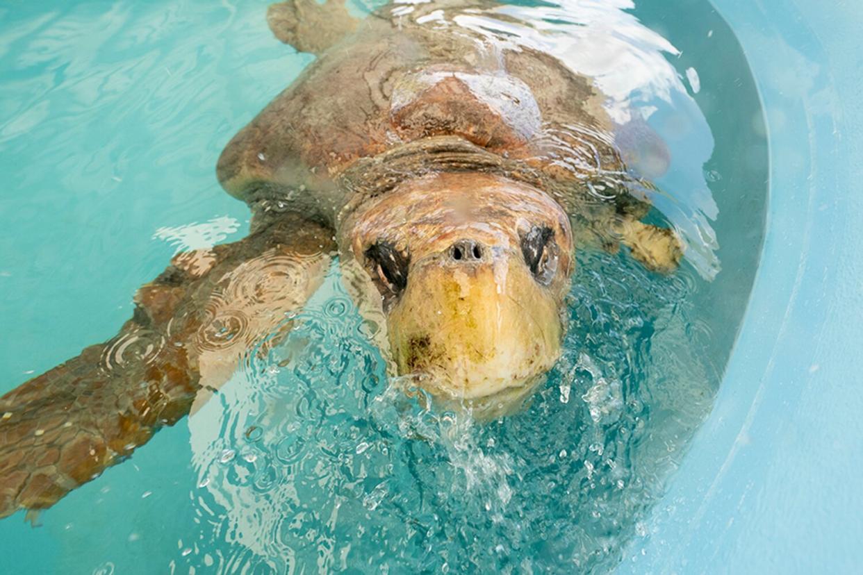 loggerhead turtle survived a major shark attack and was sent to Zoo Miami for recovery.