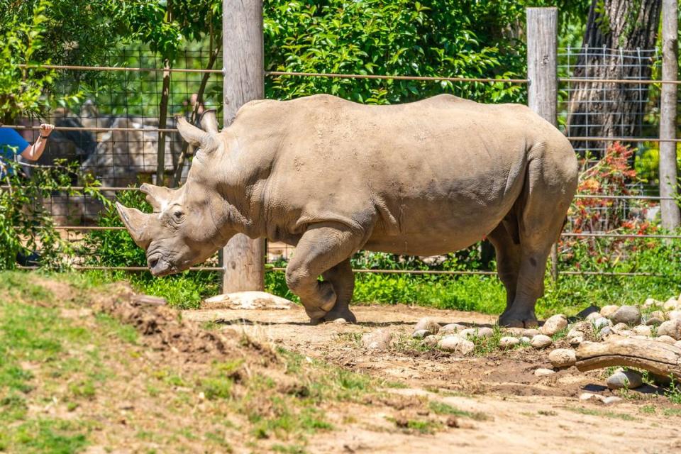 J. Gregory the rhinoceros roams around his enclosure at the Sacramento Zoo in Land Park on Monday, May 6, 2024.