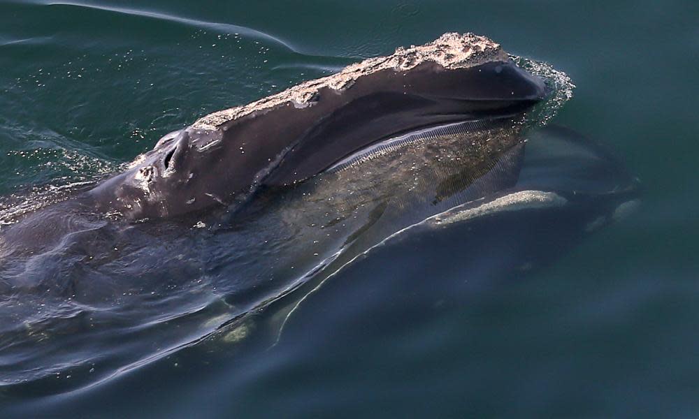 <span>Photograph: Boston Globe/Getty Images</span>