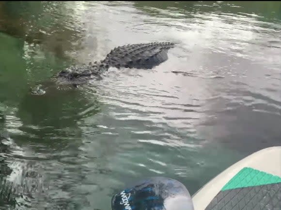 Woman pushes alligator away from her paddleboard (Vicky Reamy Baker / Facebook)