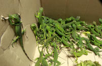 <p>Rescued baby iguanas are pictured in a cardboard box, in an office of the Ministry of Environment in San Jose, May 25, 2015. Officers from the national police force of Costa Rica rescued 81 iguanas that had been confined to a box at a hotel in San Jose. It is presumed that the captive iguanas were the subject of an exotic pet smuggling, according to a press release issued by the Ministry of Public Security. The Ministry of the Environment rehabilitated the iguanas to a natural habitat today. (Photo: Juan Carlos Ulate/Reuters) </p>