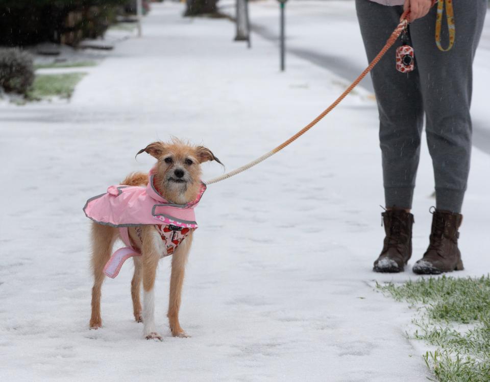 Dressed for the cold weather, Mor the dog walks down a snow-covered sidewalk in Eugene, Oregon with owner Sarah Rich after a snow and ice storm moved through the area on Jan. 13, 2024.