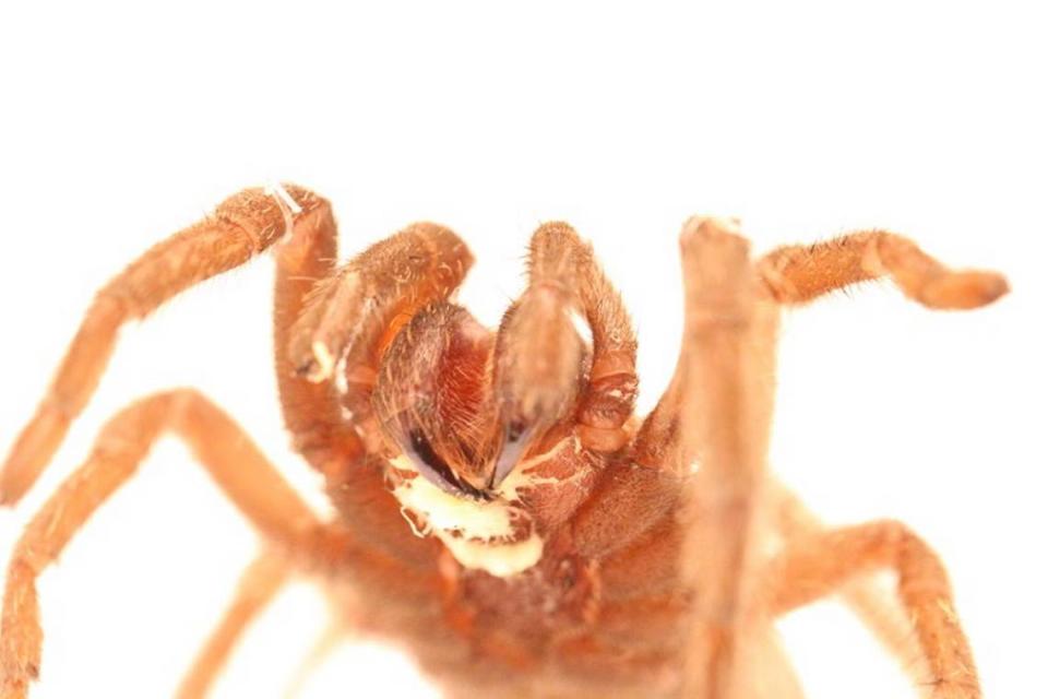 A tarantula visibly infected with jeffdanielsi.