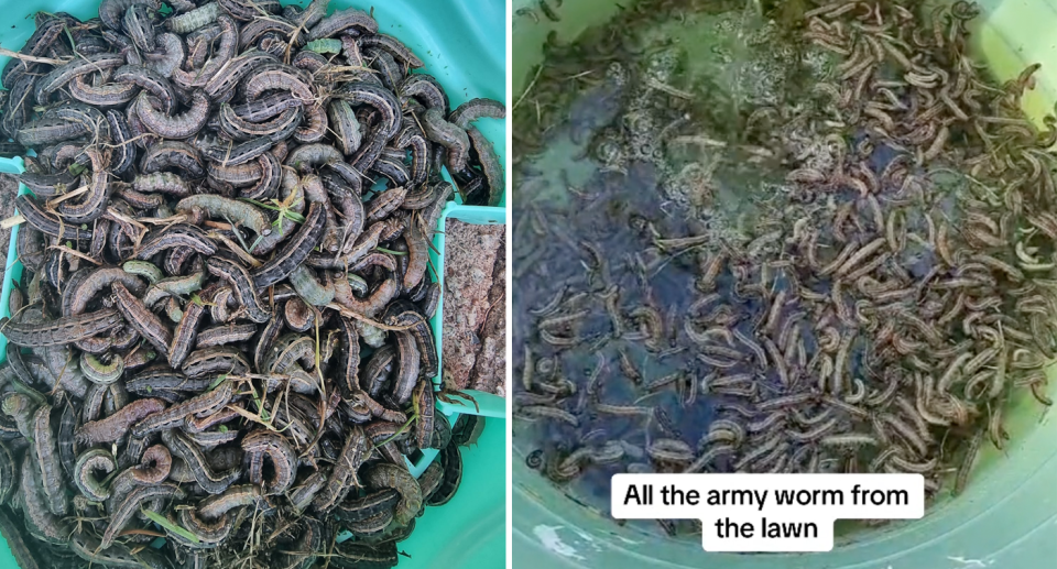 Buckets filled with armyworms. 