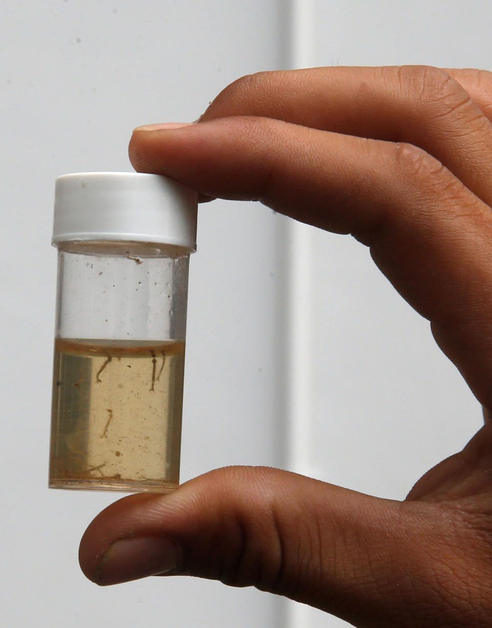 A member of a pest control team shows a container of mosquito larvae that they collected during their inspections at Zika clusters in Singapore September 5, 2016. REUTERS/Edgar Su