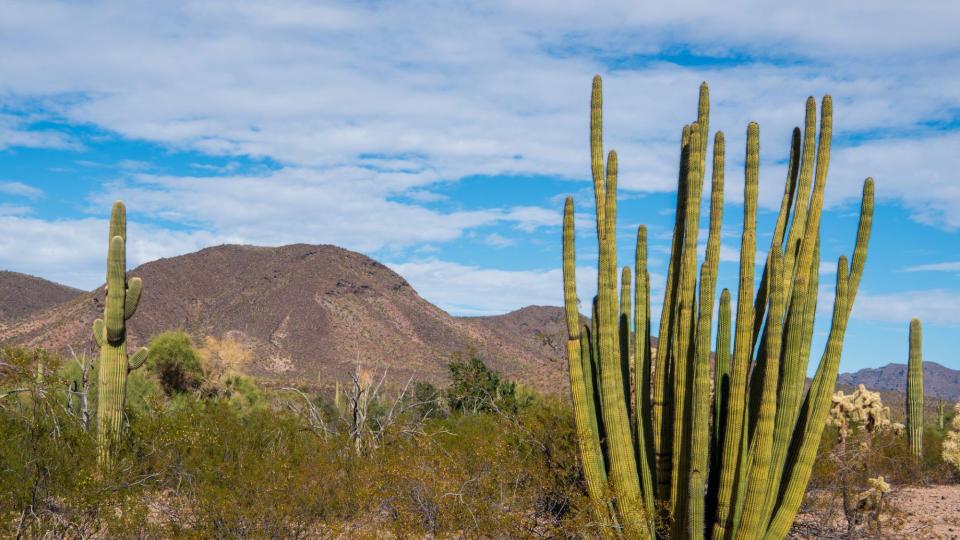 Organ Pipe Cactus National Monument