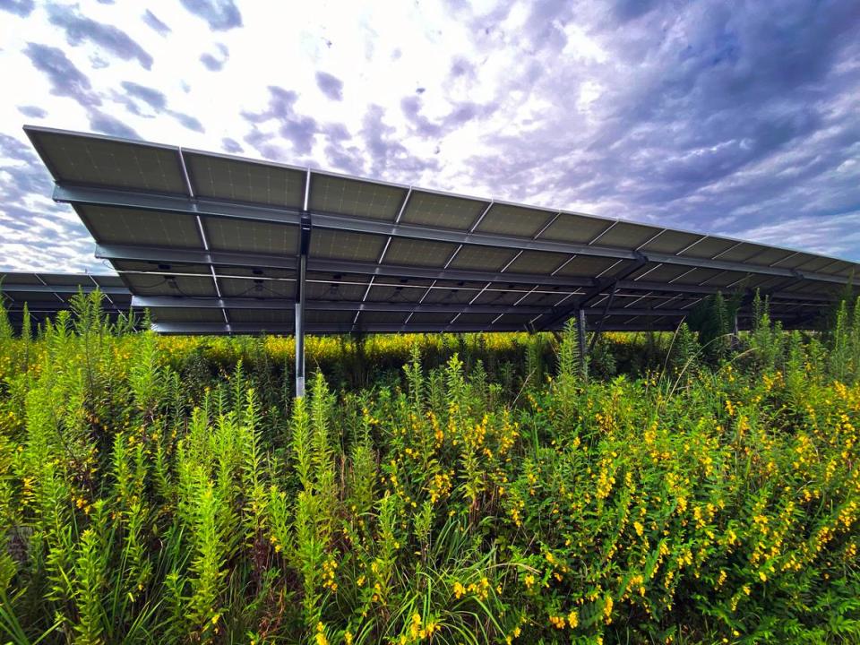 This pollinator research area is located underneath the right-of-way solar array that’s located along I-85 near exit 14 in LaGrange, Georgia. 08/01/2023 Mike Haskey/mhaskey@ledger-enquirer.com
