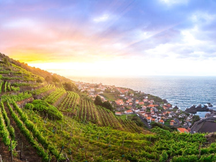 Vineyard Madeira