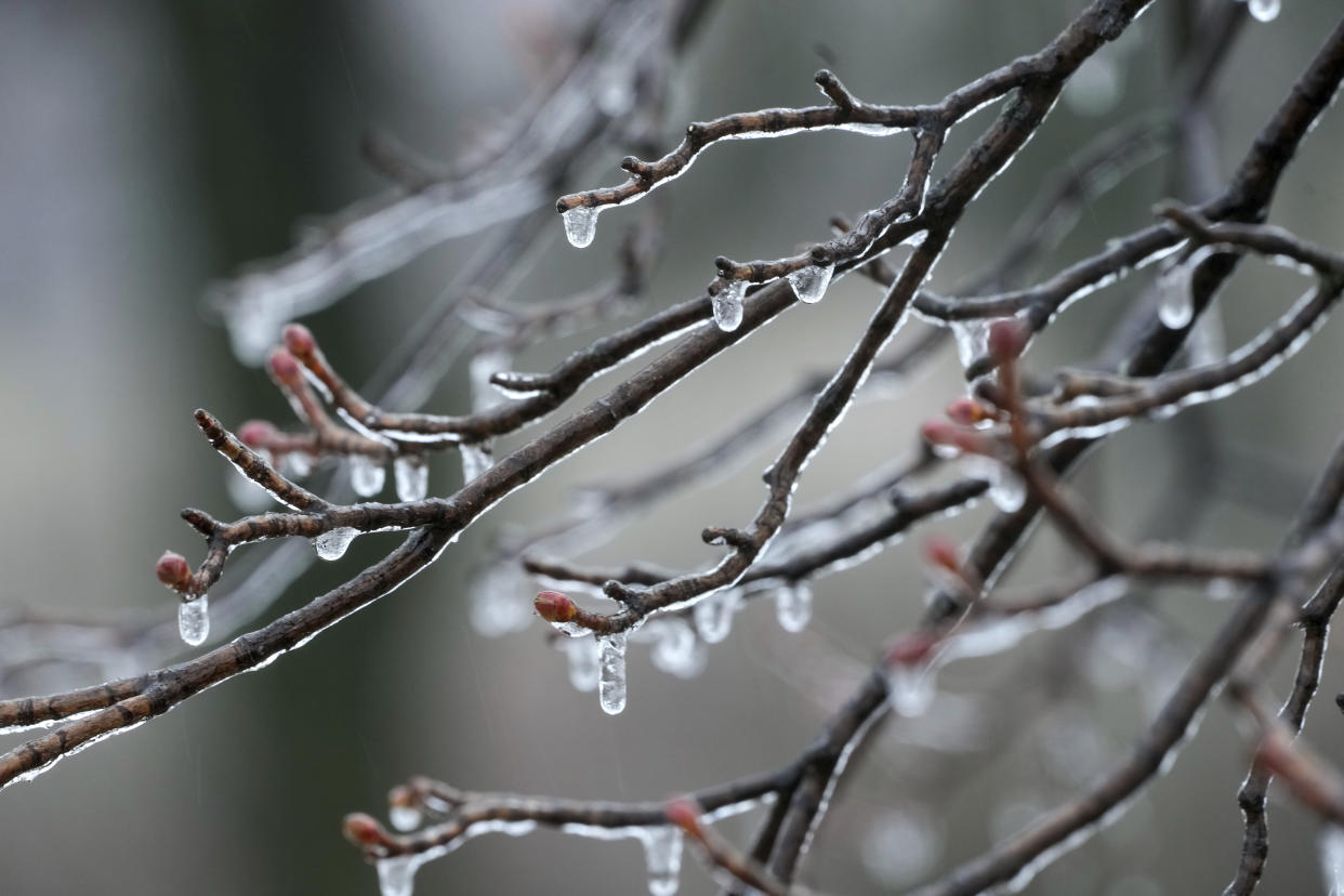 Ice forms on branches of trees as temperatures hover around freezing in Detroit, Monday, Feb. 27, 2023. Some Michigan residents faced a fourth straight day without power as crews worked to restore electricity to more than 165,000 homes and businesses in the Detroit area after last week's ice storm. (AP Photo/Paul Sancya)