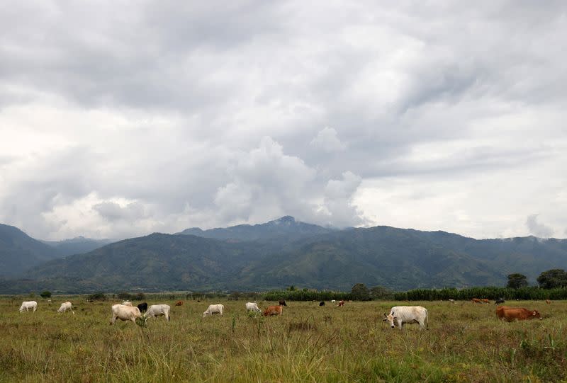 Vacas pastan en un cañaveral donde, según una comunidad indígena están liberando y recuperando la tierra de los monocultivos, en Padilla, departamento del Cauca