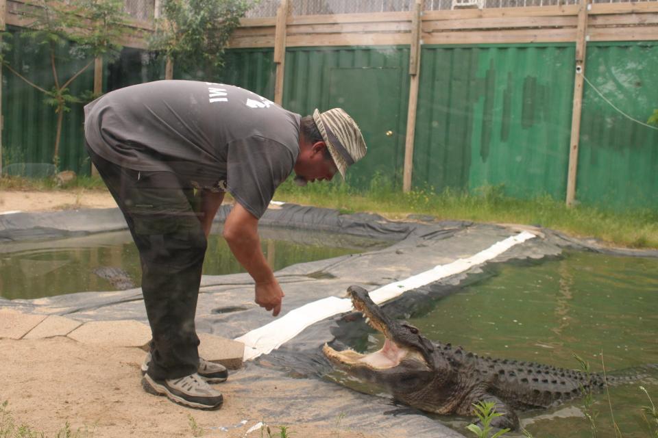 Peter Critchlow works with Critchlow Alligator Sanctuary's largest alligator "Godzilla" Wednesday, June 1.