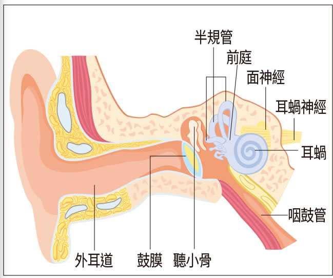 內耳分成耳蝸與前庭兩部分，耳蝸掌管聽力，前庭則控制平衡，但兩者都由同一條血管供應血流。
