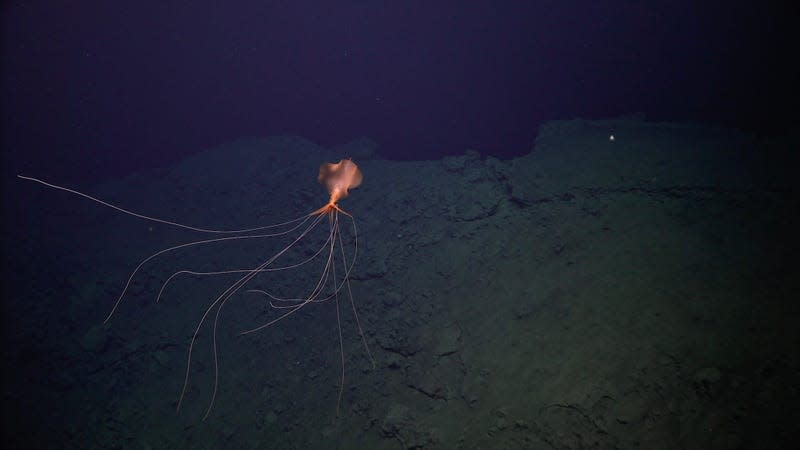 At depths like these, there are some strange creatures. The research team spotted a Magnapinna squid, otherwise known as a bigfin squid, at around 6,560 feet (2,000 meters) deep. 