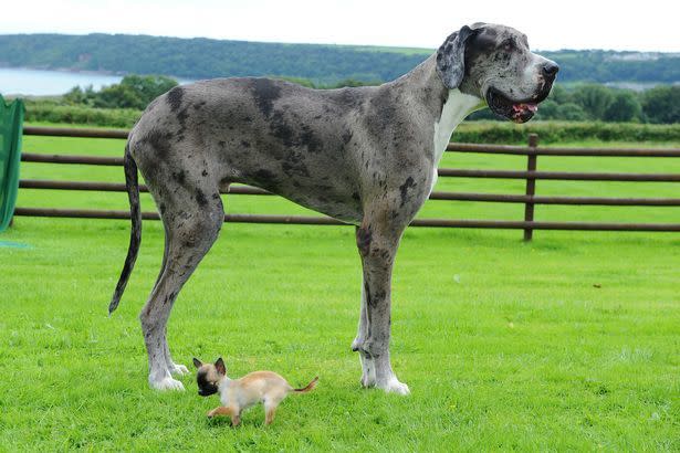 El rey. La familia Williams aguarda en estos días la confirmación de la fecha en que los oficiales delegados de la organización de los Récords Guinness visiten su casa, para coronar a 'Major’ como ‘el perro más grande del mundo’.