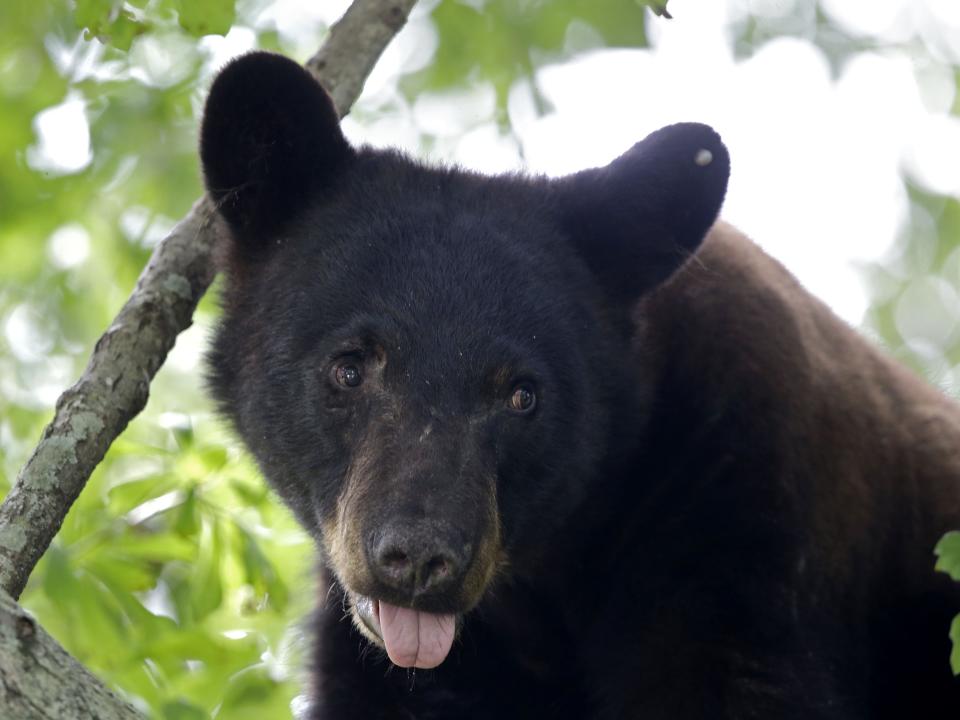 A black bear in a tree with its tongue sticking out.