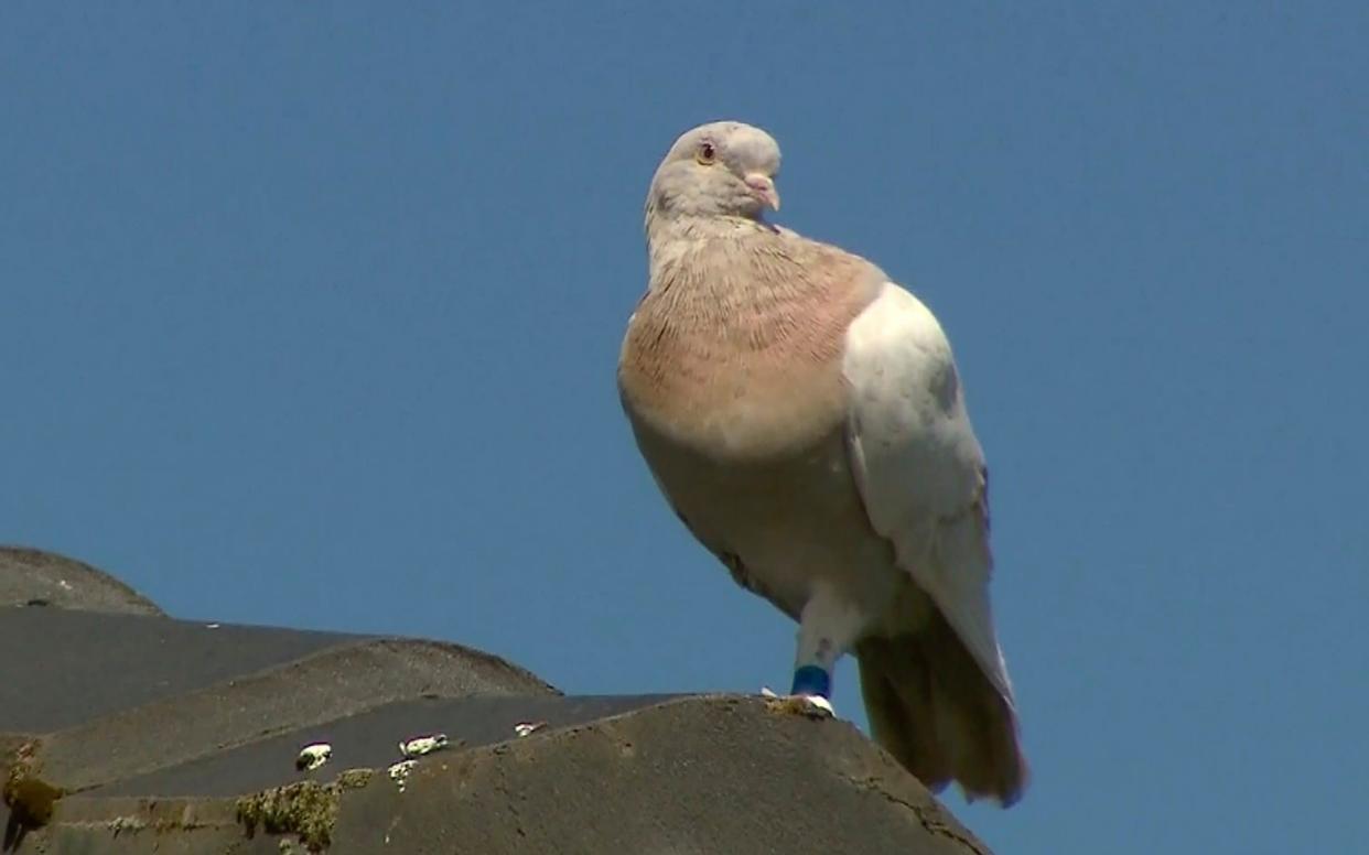 Joe the pigeon has been named after Joe Biden - Channel 9 via AP