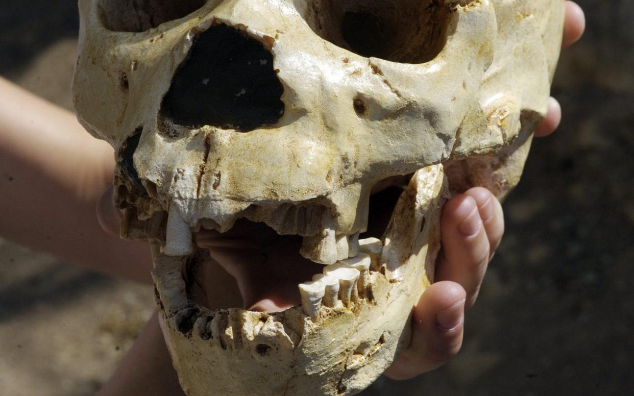 A skull recovered from the Sima de los Huesos - Philippe Desmazes/AFP