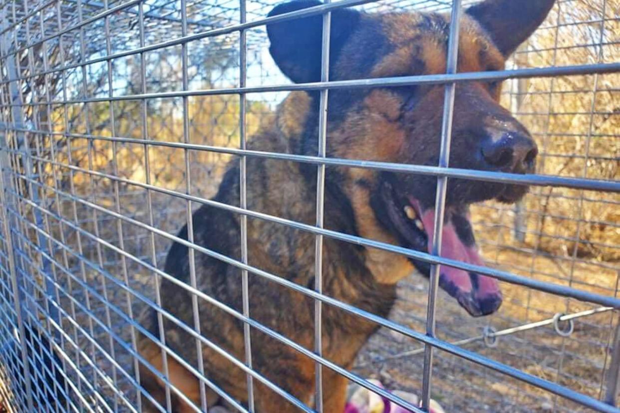 dog in cage rescued by Tuscon trapping team