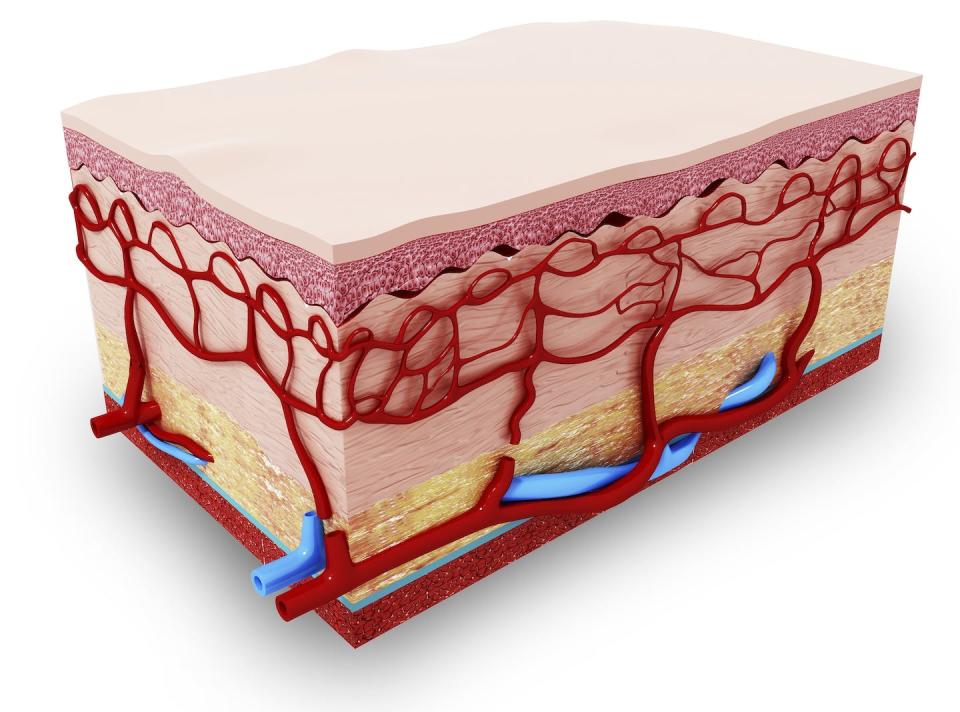 When tiny blood vessels inside the skin contract, they pull the skin’s surface down, forming the wrinkles you see after a long bath. <a href="https://www.gettyimages.com/detail/illustration/human-skin-anatomy-computer-artwork-royalty-free-illustration/536228590" rel="nofollow noopener" target="_blank" data-ylk="slk:Shubhangi Ganeshrao Kene/Science Photo Library via Getty Images;elm:context_link;itc:0;sec:content-canvas" class="link ">Shubhangi Ganeshrao Kene/Science Photo Library via Getty Images</a>