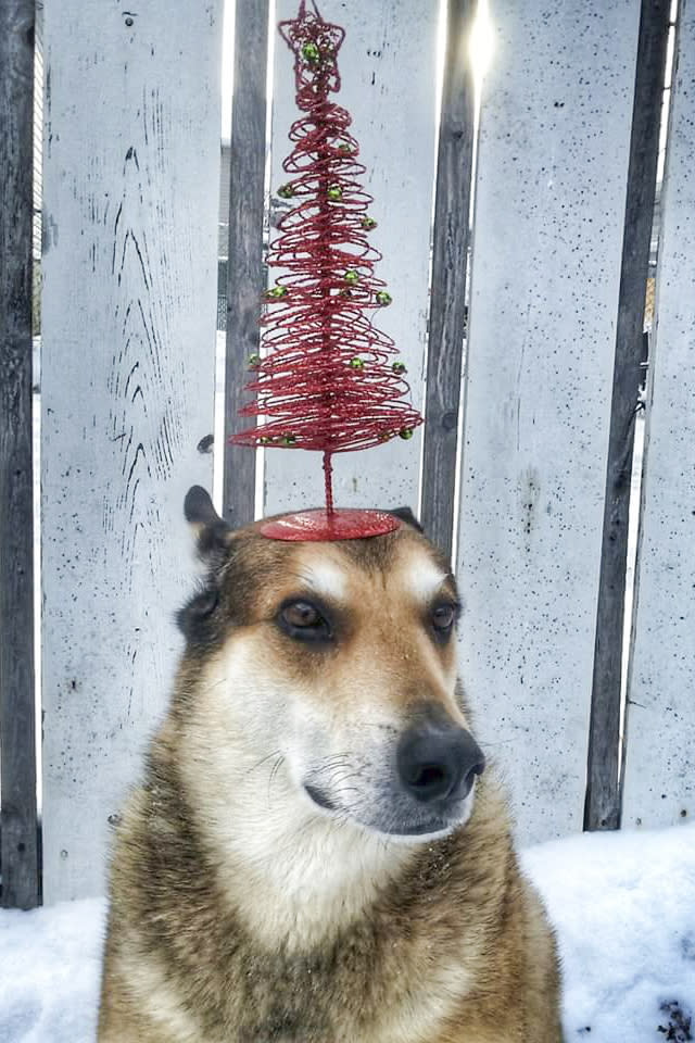 <p>Toby balances a Christmas tree on his head. (Photo: Pat Langer/Caters News) </p>