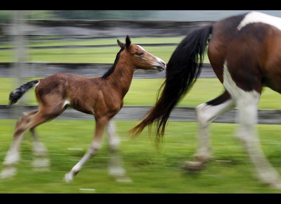 A two-day old Mustang-Arabian colt rushes to keep up with his mom, Maggie, in a corral at Fred Muzi's Millstone Farm in Dover, Mass. Wednesday, June 22, 2011. Maggie, 3, is one of nine feral horses rescued in Western Mass. by the MSPCA, now being fostered with the goal of getting them healthy and ready for adoption. 