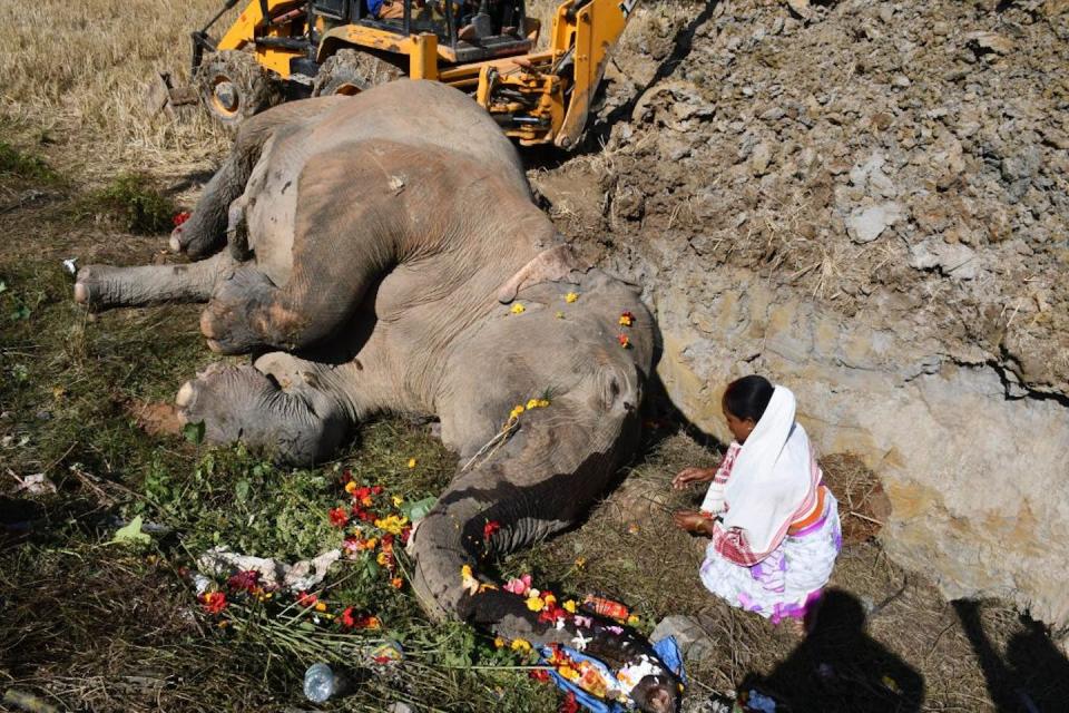 A woman pays tribute to a dead elephant that was hit by a train in northeastern India. <a href="https://www.gettyimages.com/detail/news-photo/woman-pays-tribute-to-a-dead-elephant-that-was-hit-by-a-news-photo/1236951192?adppopup=true" rel="nofollow noopener" target="_blank" data-ylk="slk:Str/Xinhua via Getty Images;elm:context_link;itc:0;sec:content-canvas" class="link ">Str/Xinhua via Getty Images</a>