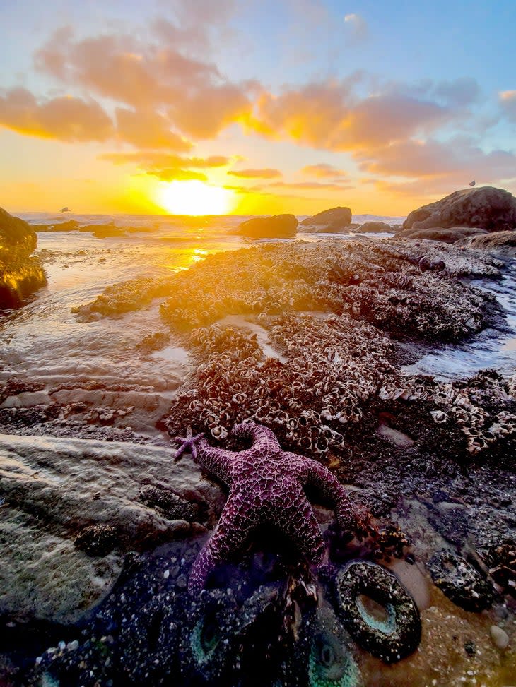 Baby sea-star and its elder under the setting sun on Kalaloch Beach, Olympic National Park. 