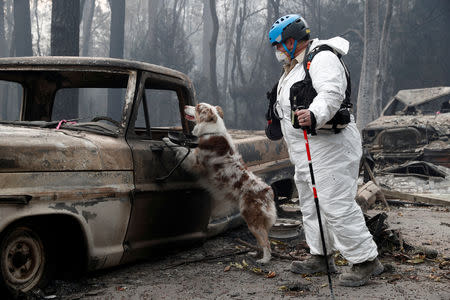 Trish Moutard, of Sacramento, searches for human remains with her cadaver dog, I.C., in a truck destroyed by the Camp Fire in Paradise, California, U.S., November 14, 2018. REUTERS/Terray Sylvester