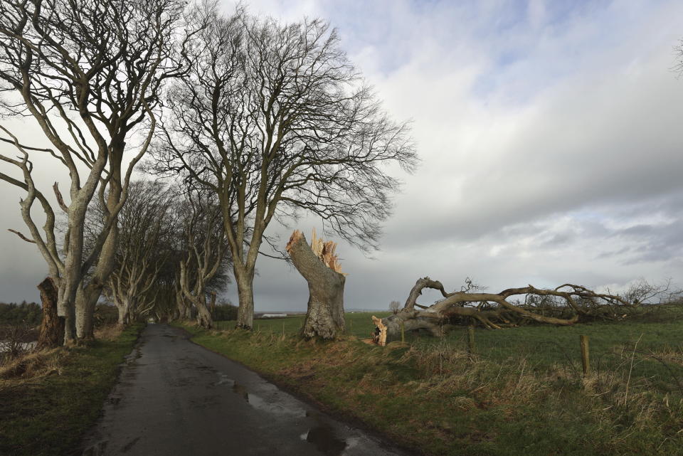 A view of one of a number of trees featured in the TV series Game Of Thrones damaged and felled, during Storm Isha, at the Dark Hedges, in County Antrim, Northern Ireland, Monday, Jan. 22, 2024. The tunnel of trees became famous when featured in the HBO fantasy series and now attracts significant numbers of tourists from around the world. (Liam McBurney/PA via AP)