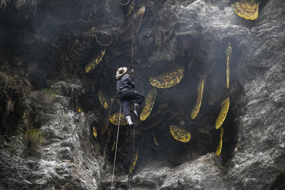 Devi Bahadur Nepali, an experienced honey hunter climbs on a bamboo rope to harvest cliff honey in Dolakha, 115 miles east of Kathmandu, Nepal, Nov. 19, 2021. High up in Nepal's mountains, groups of men risk their lives to harvest much-sought-after wild honey from hives on cliffs. (AP Photo/Niranjan Shrestha)