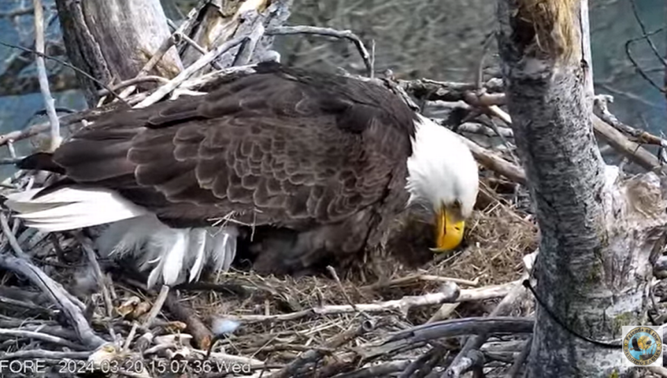 One of the eagle parents looking down toward the eggs that are deep in the nest on March 20.