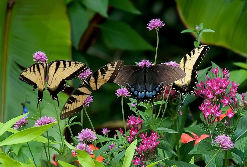 The Truffula Pink Gomphrena has only been out for three years and has proven to be a real champion for Eastern Tiger Swallowtails and will bloom until frost.