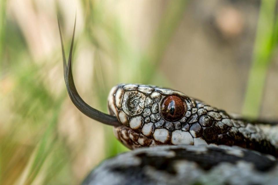 A warning has been issued to be mindful of adders as they emerge from hibernation <i>(Image: Newsquest)</i>