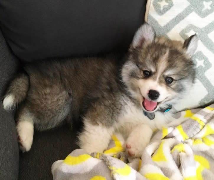 We can’t stop looking at photos of this pomeranian husky hybrid puppy