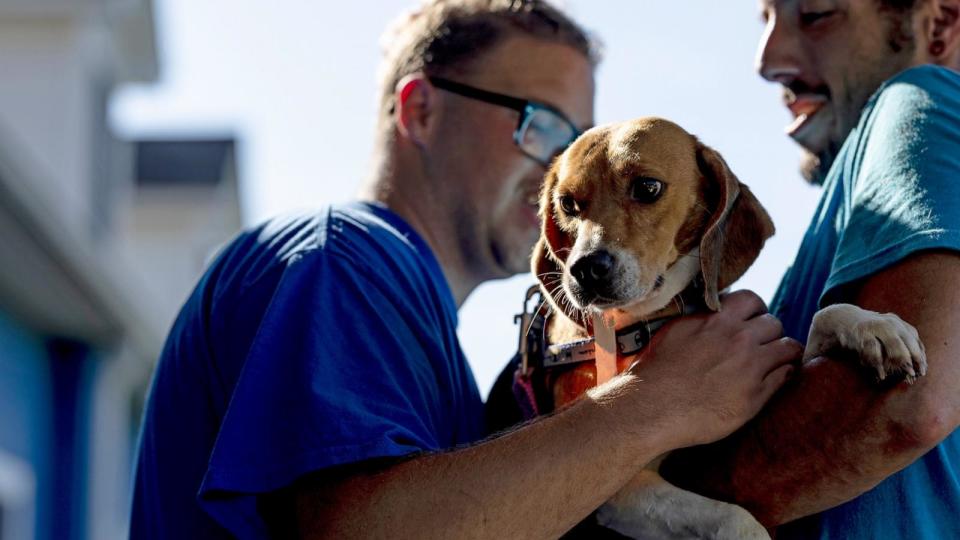 PHOTO: A veterinary technician carry beagles into Paw Prints Animal Hospital on Aug. 08, 2022 in Waldorf, Md.  (Anna Moneymaker/Getty Images, FILE)