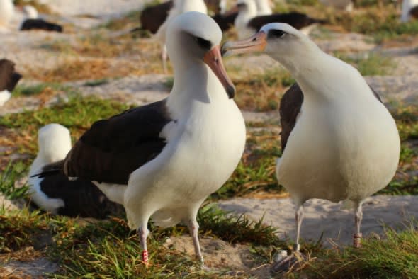 World's oldest-known wild bird returns to lay egg at 64