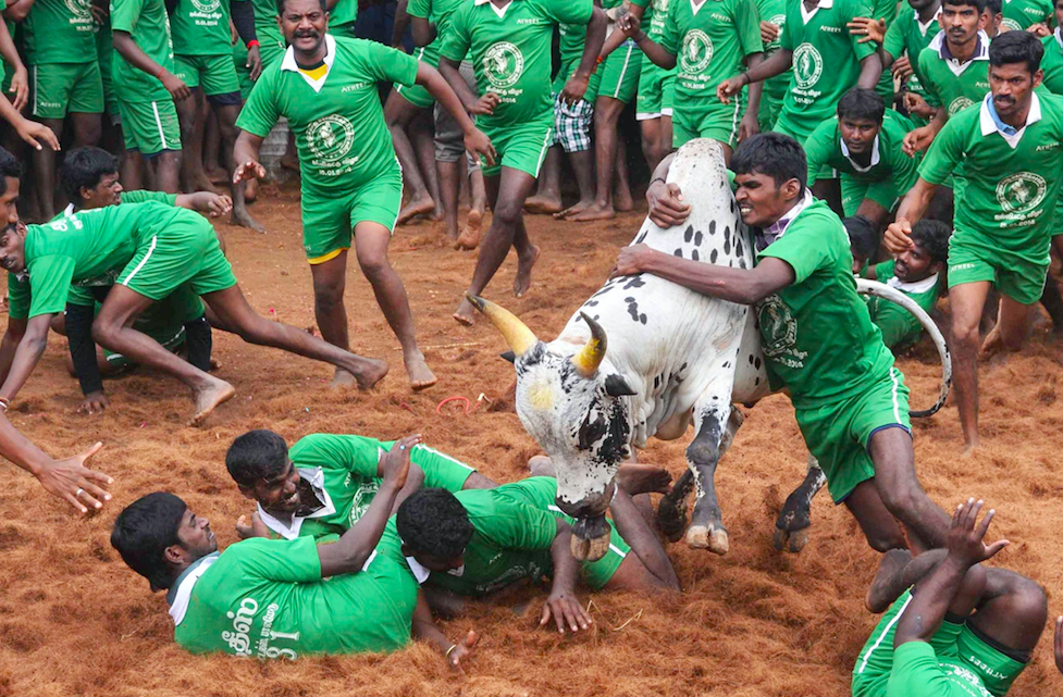 <em>Five men have been gored to death during India’s Jallikattu contest (Rex/stock photo)</em>