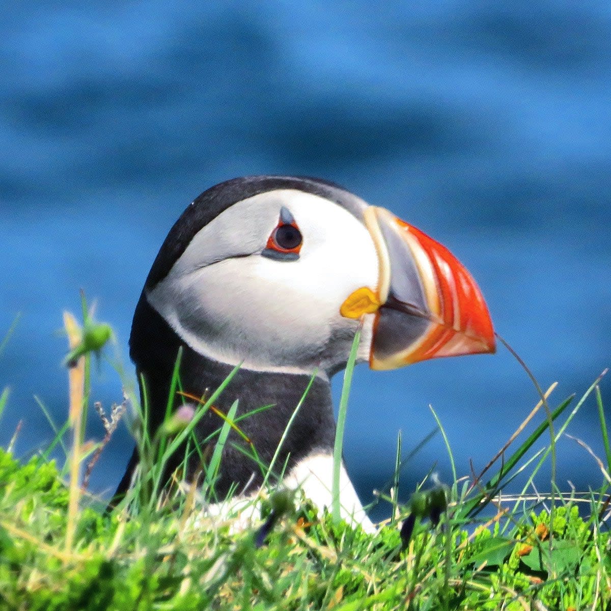 A puffin pokes its head out of its nest in Elliston. (Submitted by Mark Gray - image credit)