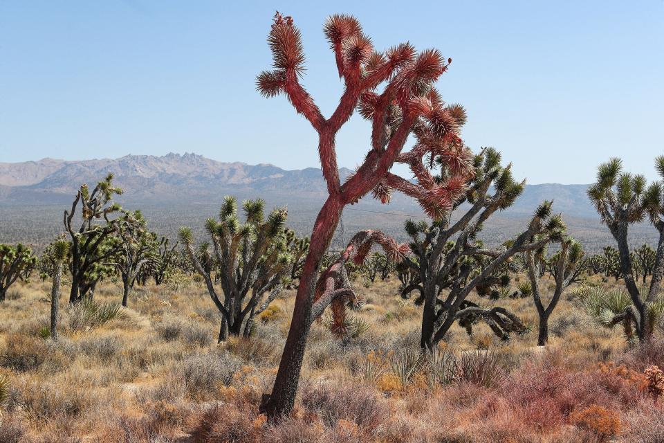 A Joshua tree discolored pink with fire retardant contrasts with others in the Cima Dome's Joshua tree forest. The Dome Fire scorched 43,273 acres here in the northern reaches of the Mojave National Preserve, September 2, 2020.