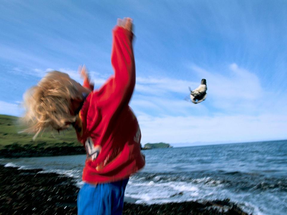 A child throws a puffin off a cliff in Iceland.