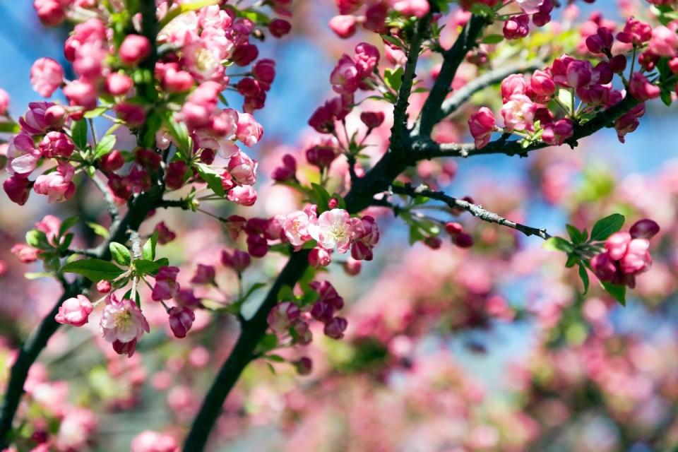 blooming crab apple tree