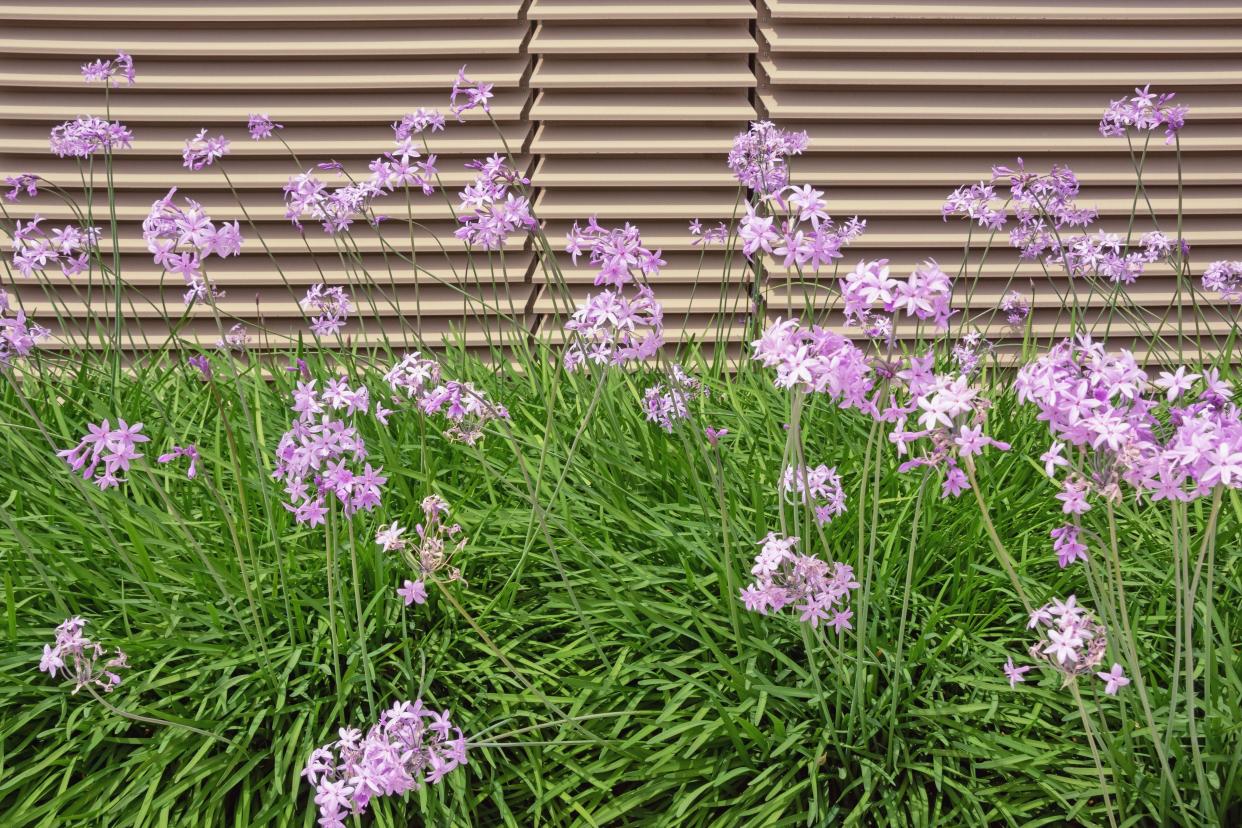 Pink agapanthus