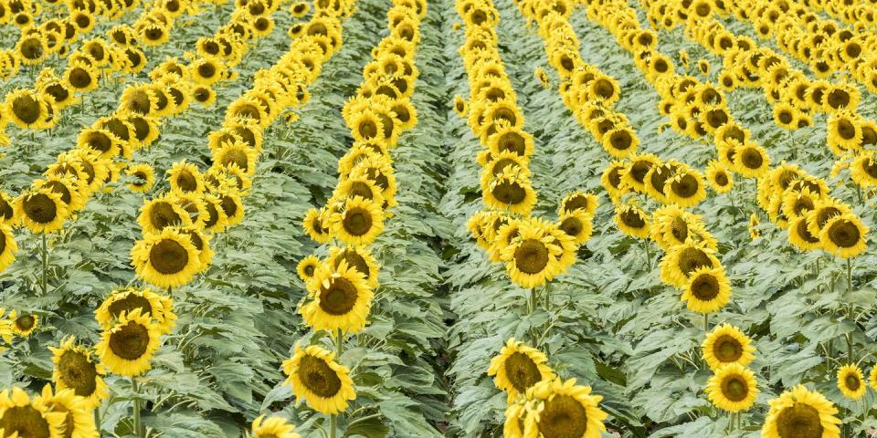 Babbette’s Seeds for Hope Sunflower Maze in Eau Claire, Wisconsin