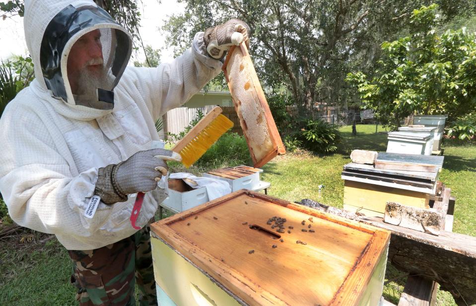 Beekeeper Marlin Athearn gently brushes bees off a frame of honey as he works his hives in New Smyrna Beach. The Asian hornet, a predator of honey bees, has been spotted in Georgia. "Imagine you're walking down the street and some guy 20 feet tall with a meat cleaver for a mouth decides to go after you," Athearn said. "These hornets are serious business."